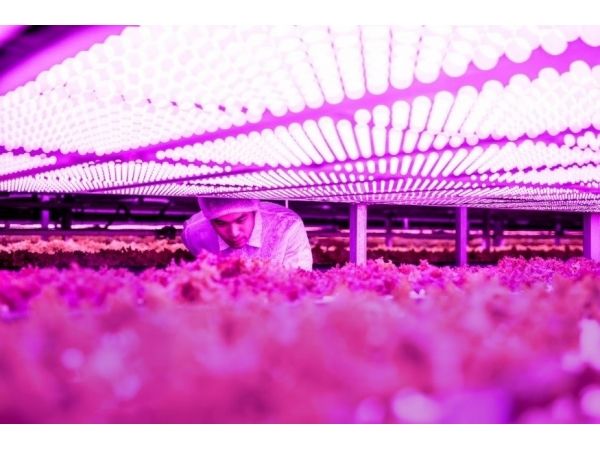 Ams OSram launches a new high-power plant lighting LED with extraordinary energy efficiency to help upgrade agriculture